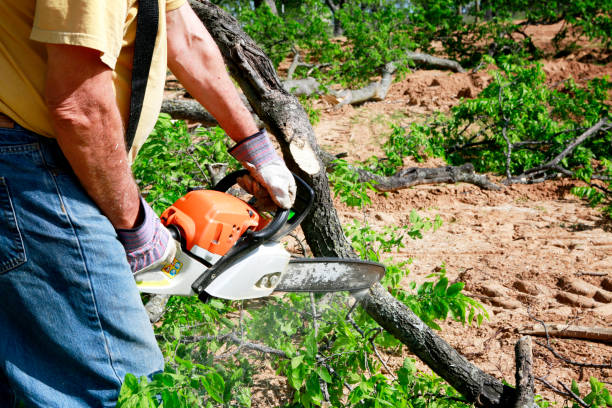 The Steps Involved in Our Tree Care Process in District Heights, MD